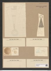 Arachnodiscus ornatus Ehr. (de-Toni-Nr.: Genus 204, Species 5209) Zeichnungen Sammlung Grunow Nr. 8991 (NHMW-BOT-W0378691)
